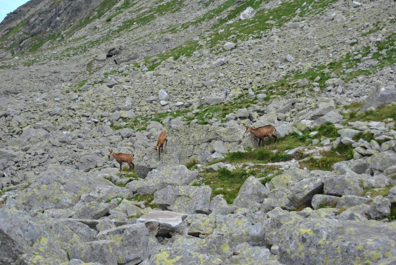 tatryBystreSedlo(34)