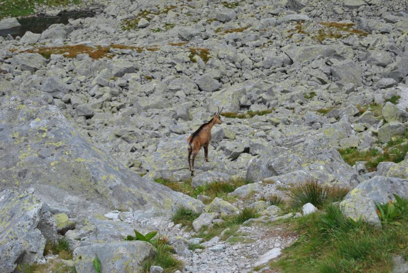 tatryBystreSedlo(35)