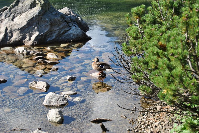 tatryPopradskePleso(32)